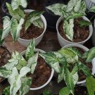 Syngonium Three Kings Flower Houseplant Live Plant - Plant for Your Home Garden