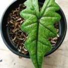 Alocasia Jacklyn Tandurusa Reticulata Flower Houseplant Live Plant - Plant for Your Home Garden