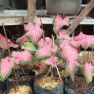 Caladium Thai Pink Flower Houseplant Live Plant - Plant for Your Home Garden