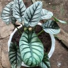 Alocasia Silver dragon Flower Houseplant Live Plant - Plant for Your Home Garden