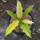 Philodendron Golden Saw Flower Houseplant Live Plant - Plant for Your Home Garden