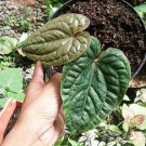 Anthurium Radicans X Luxurians Flower Houseplant Live Plant - Plant for Your Home Garden