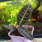 Labisia .sp fishbone Flower Houseplant Live Plant - Plant for Your Home Garden