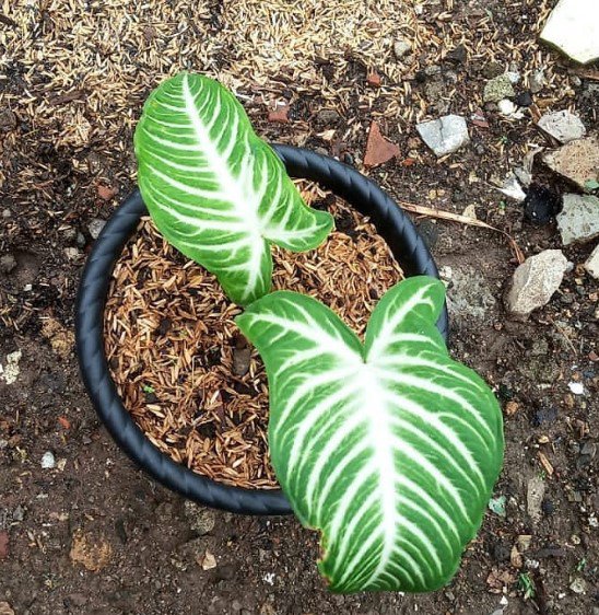 Xanthosoma lindenii Flower Houseplant Live Plant - Plant for Your Home Garden