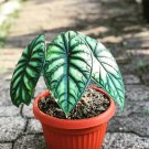 Alocasia Dragon moon Flower Houseplant Live Plant - Plant for Your Home Garden