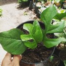 Rhaphiadora Tetrasperma Flower Houseplant Live Plant - Plant for Your Home Garden