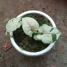Green Splash Syngonium Flower Houseplant Live Plant - Plant for Your Home Garden