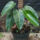 Philodendron Corcovanda Flower Houseplant Live Plant - Plant for Your Home Garden