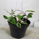 Hoya carnosa 'Krimson Queen' Flower Houseplant Live Plant - Plant for Your Home Garden