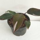 Philodendron Pink Princess Flower Houseplant Live Plant - Plant for Your Home Garden