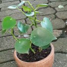 Peperomia raindrop Flower Houseplant Live Plant - Plant for Your Home Garden