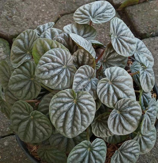 Peperomia Raspberry Ice Flower Houseplant Live Plant - Plant for Your Home Garden