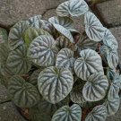 Peperomia Raspberry Ice Flower Houseplant Live Plant - Plant for Your Home Garden