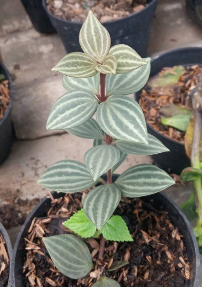 Peperomia quadrangularis Flower Houseplant Live Plant - Plant for Your Home Garden