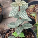 Peperomia quadrangularis Flower Houseplant Live Plant - Plant for Your Home Garden