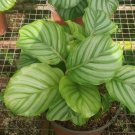 Calathea Orbifolia (Watermelon) Flower Houseplant Live Plant - Plant for Your Home Garden