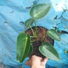 Philodendron Ilsemanii Flower Houseplant Live Plant - Plant for Your Home Garden