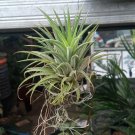 Baby Ionantha Rubra Air Plant Flower Houseplant Live Plant - Plant for Your Home Garden