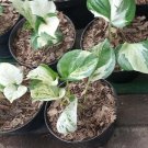 Manjula pothos variegated Pothos Flower Houseplant Live Plant - Plant for Your Home Garden