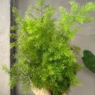 Sprengeri Asparagus Fern Flower Houseplant Live Plant - Plant for Your Home Garden