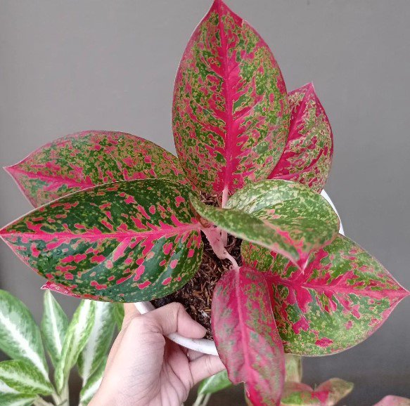 Jual Aglonema Red Stardust Flower Houseplant Live Plant - Plant for Your Home Garden