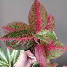 Jual Aglonema Red Stardust Flower Houseplant Live Plant - Plant for Your Home Garden