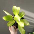 Philodendron golden goddess Flower Houseplant Live Plant - Plant for Your Home Garden