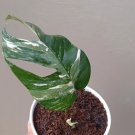 Epipremnum Pinnatum Variegated Flower Houseplant Live Plant - Plant for Your Home Garden