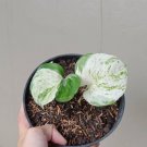 Manjula Pothos Flower Houseplant Live Plant - Plant for Your Home Garden