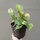 Marble Queen Pothos Epipremnum aureum Flower Houseplant Live Plant - Plant for Your Home Garden