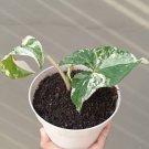 Syngonium Albo Variegated Flower Houseplant Live Plant - Plant for Your Home Garden