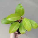 Moonlight Philodendron Flower Houseplant Live Plant - Plant for Your Home Garden
