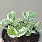 Pothos Njoy Variegated Flower Houseplant Live Plant - Plant for Your Home Garden