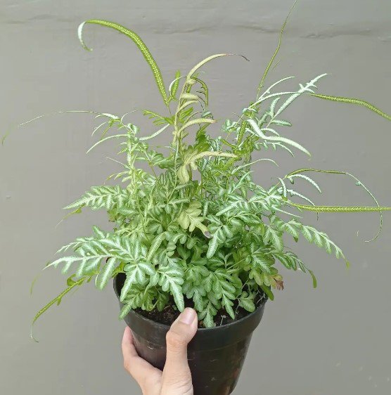 Fern Pteris ensiformis Evergemiensis Flower Houseplant Live Plant - Plant for Your Home Garden