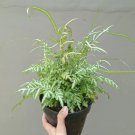 Fern Pteris ensiformis Evergemiensis Flower Houseplant Live Plant - Plant for Your Home Garden