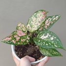 Aglaonema Lady Valentine Flower Houseplant Live Plant - Plant for Your Home Garden
