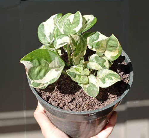 N&acirc;��Joy pothos Epipremnum aureum Flower Houseplant Live Plant - Plant for Your Home Garden