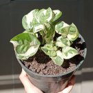 N’Joy pothos Epipremnum aureum Flower Houseplant Live Plant - Plant for Your Home Garden