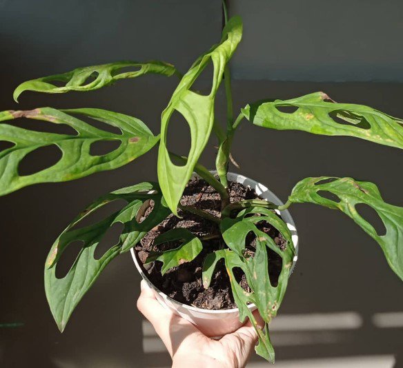 Swiss Cheese Monstera Adansonii Flower Houseplant Live Plant - Plant for Your Home Garden