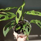 Swiss Cheese Monstera Adansonii Flower Houseplant Live Plant - Plant for Your Home Garden