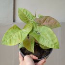 Syngonium Neon Pink Flower Houseplant Live Plant - Plant for Your Home Garden