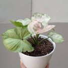 Syngonium mango allusion Flower Houseplant Live Plant - Plant for Your Home Garden
