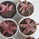 Cryptanthus bromeliad pink Flower Houseplant Live Plant - Plant for Your Home Garden