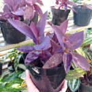 Purple Hearts Tradescantia Pallida Flower Houseplant Live Plant - Plant for Your Home Garden