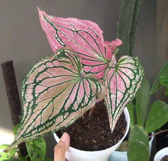 Thai Beauty Caladium Variegated Flower Houseplant Live Plant - Plant for Your Home Garden