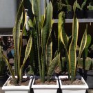 Sansevieria Golden Variegated Flower Houseplant Live Plant - Plant for Your Home Garden