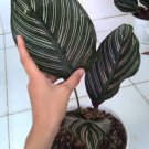 Calathea 'ornata' Flower Houseplant Live Plant - Plant for Your Home Garden