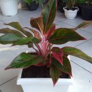 Aglaonema Siam aurora Flower Houseplant Live Plant - Plant for Your Home Garden
