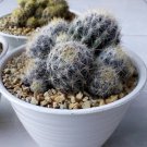 Mammillaria Prolifera Cactus Flower Live Plant - Plant for Your Home Garden