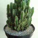 Cereus repandus cv ‘Fairy Castle' Flower Live Plant - Plant for Your Home Garden